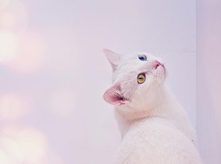 Chat Angora turc